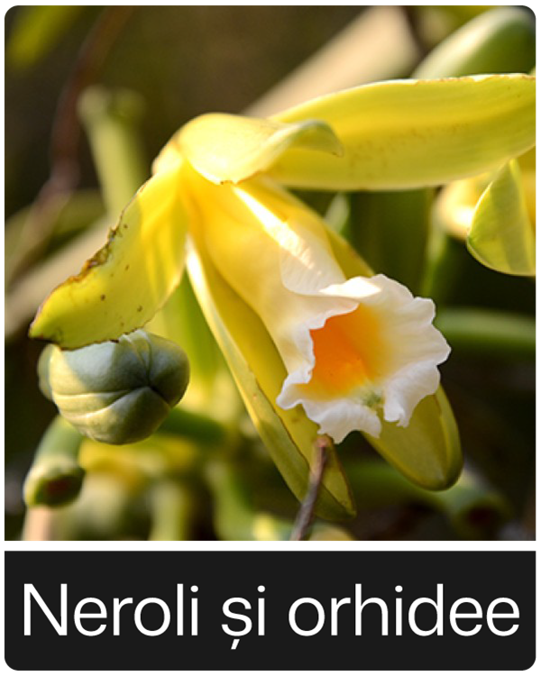 Neroli si Orhidee